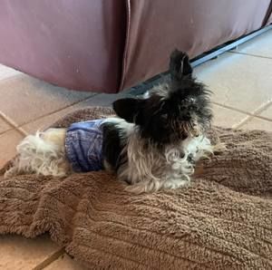 Meet your Posher, Destiny